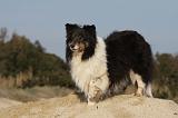 SHETLAND 755